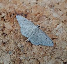 Attēlu rezultāti vaicājumam “Idaea seriata”