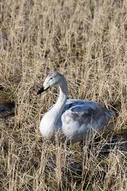 Attēlu rezultāti vaicājumam “Cygnus cygnus juvenile”