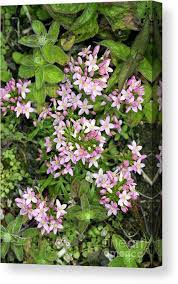 Attēlu rezultāti vaicājumam “Centaurium erythraea”