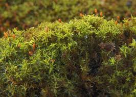 Attēlu rezultāti vaicājumam “Gymnostomum aeruginosum”