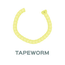 Image result for cestoda excrement dog