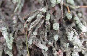 Attēlu rezultāti vaicājumam “Trapeliopsis granulosa”