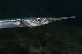 Attēlu rezultāti vaicājumam “Belone belone”