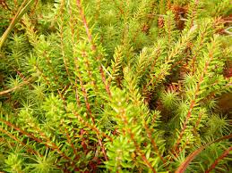 Attēlu rezultāti vaicājumam “Empetrum nigrum leaf”