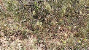 Attēlu rezultāti vaicājumam “Anisantha tectorum fruit”