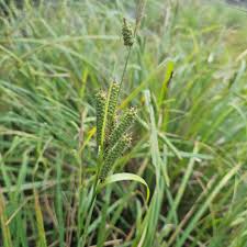 Attēlu rezultāti vaicājumam “Carex acutiformis fruit”