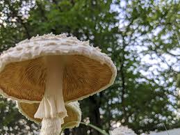 Attēlu rezultāti vaicājumam “Lamprospora tortulae-ruralis”