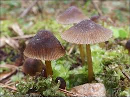 Attēlu rezultāti vaicājumam “Mycena stipata”