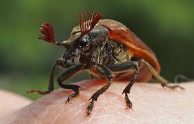 Attēlu rezultāti vaicājumam “Melolontha melolontha”