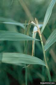 Attēlu rezultāti vaicājumam “Phragmites communis leaf”