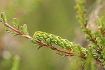 Attēlu rezultāti vaicājumam “Anarta myrtilli larva”