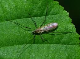 Attēlu rezultāti vaicājumam “Limoniidae”