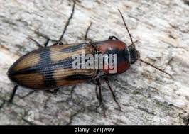 Attēlu rezultāti vaicājumam “Selatosomus cruciatus”