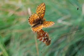 Attēlu rezultāti vaicājumam “Boloria aquilonaris upperside”