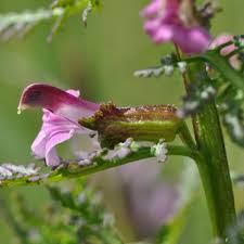 Attēlu rezultāti vaicājumam “Pedicularis palustris flower”