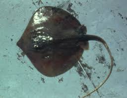 Image result for Hypanus say