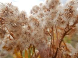 Attēlu rezultāti vaicājumam “Solidago canadensis fruit”