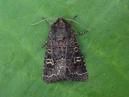 Attēlu rezultāti vaicājumam “Tholera cespitis”