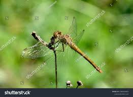 Attēlu rezultāti vaicājumam “Sympetrum sanguineum male”