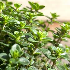 Image result for Thymian