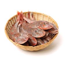 Image result for Chelidonichthys cuculus