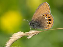 Attēlu rezultāti vaicājumam “Coenonympha hero underside”