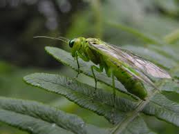 Attēlu rezultāti vaicājumam “Rhogogaster picta”