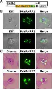 Attēlu rezultāti vaicājumam “Symphytocarpus impexus plasmodium”