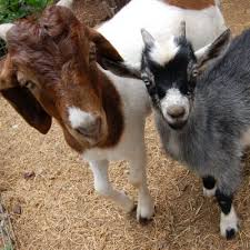 Attēlu rezultāti vaicājumam “Capra”