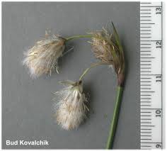 Attēlu rezultāti vaicājumam “Eriophorum latifolium fruit”