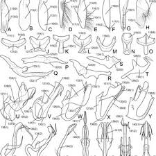 Attēlu rezultāti vaicājumam “Diderma crustaceum spores”