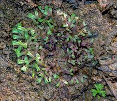 Attēlu rezultāti vaicājumam “Riccia canaliculata”