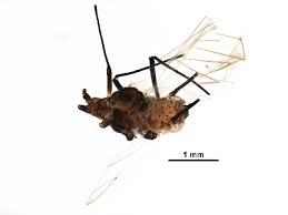 Attēlu rezultāti vaicājumam “Uroleucon hypochoeridis”