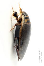 Attēlu rezultāti vaicājumam “Acilius sulcatus male”