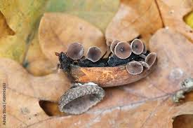 Attēlu rezultāti vaicājumam “Ciboria amentacea”