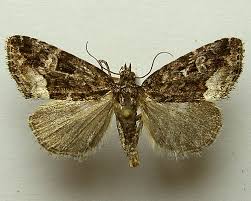 Attēlu rezultāti vaicājumam “Protodeltote pygarga”