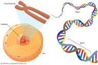 ELI5: Chromosomes, DNA, genes, cells... what am I? :) : r ...