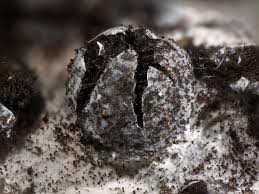 Attēlu rezultāti vaicājumam “Diderma spumarioides”