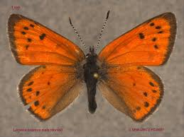 Attēlu rezultāti vaicājumam “Lycaena dispar male”