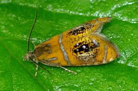 Attēlu rezultāti vaicājumam “Olethreutes arcuella”