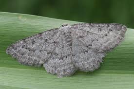 Attēlu rezultāti vaicājumam “Charissa ambiguata”