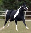 Harris Paint Horses Stallions