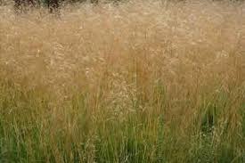 Attēlu rezultāti vaicājumam “Deschampsia cespitosa”