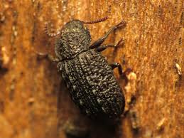 Attēlu rezultāti vaicājumam “Bolitophagus reticulatus”