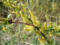 Attēlu rezultāti vaicājumam “Salix triandra”