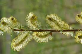 Attēlu rezultāti vaicājumam “Salix myrsinifolia”