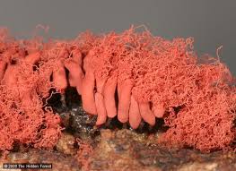 Attēlu rezultāti vaicājumam “Arcyria imperialis macro”