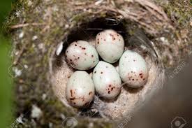 Attēlu rezultāti vaicājumam “Fringilla coelebs nest”
