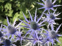 Image result for Blaudistel