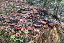 Attēlu rezultāti vaicājumam “Gloeophyllum odoratum”